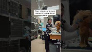 Just vet tech things 🫶🏻 #vettech #vetmed #funny #shorts #shortsvideo #vettechthings #veterinary