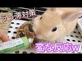 換毛期のうさぎに うっ滞対策の食べ物あげたら 反応がおかしすぎるw