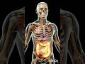 STOP! 😳 Never Eat Pizza Before Knowing What Happens Inside Your Body 🍕#usa #uk