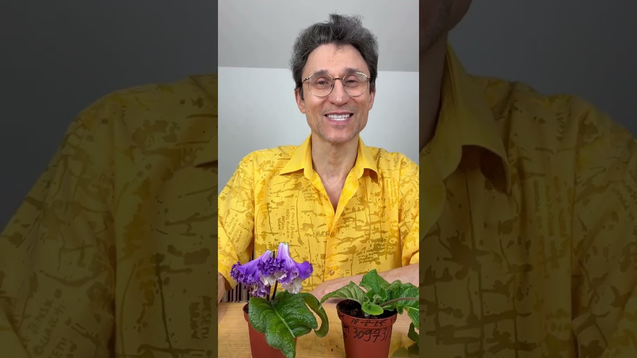 Новое направление в нашей селекции стрептокарпусов 