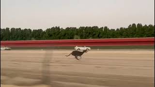 Famous Greyhound x Saluki Race (Male) 1.2 Km. Distance Net Worth