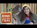Voll s koala  reportage fr kinder  anna und die wilden tiere