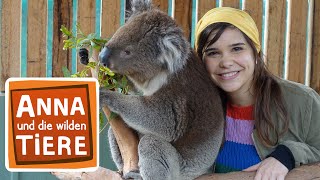 Voll süß Koala! | Reportage für Kinder | Anna und die wilden Tiere