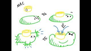 Complement System Immunology best animation