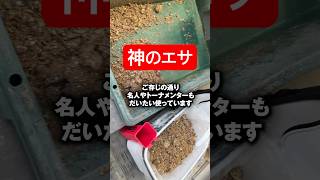 神のエサ。エグい釣れまくるやつ。 #チヌマックスプレミアム #shorts #short