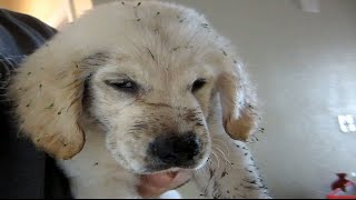 Golden Retriever puppy rescue