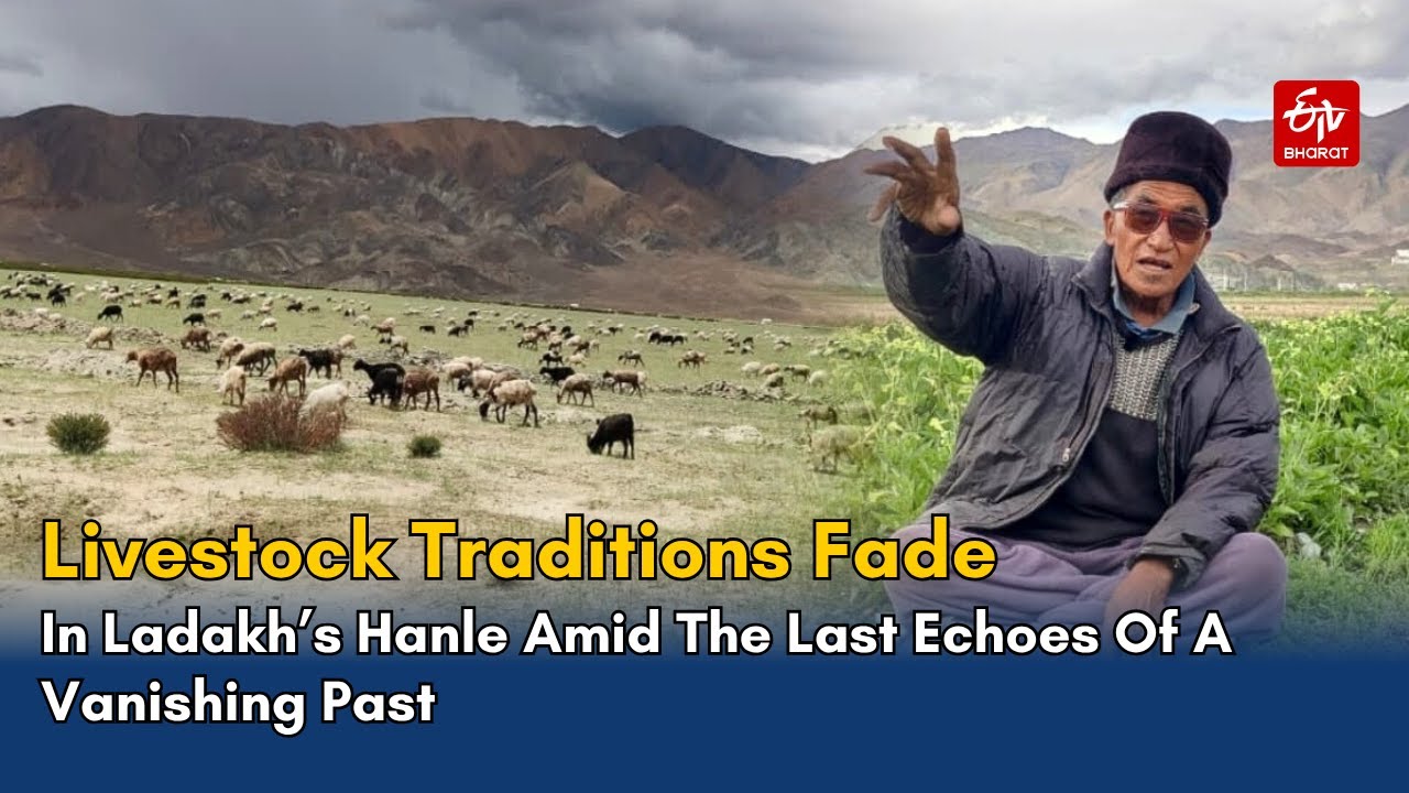 Livestock Traditions Fade In Ladakh’s Hanle Amid The Last Echoes Of A Vanishing Past | Leh