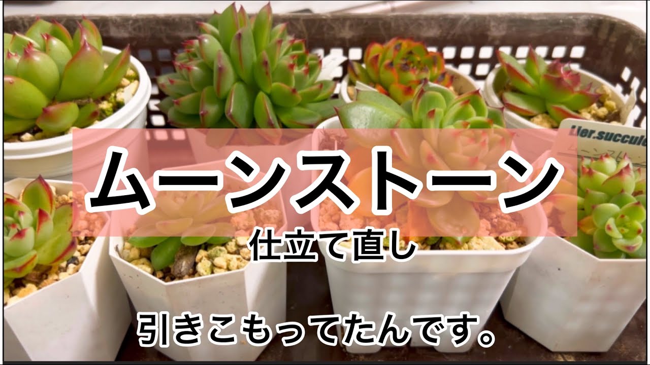 多肉植物]ムーンストーンいろいろ^_^落ち込んだ私の戯言 - YouTube