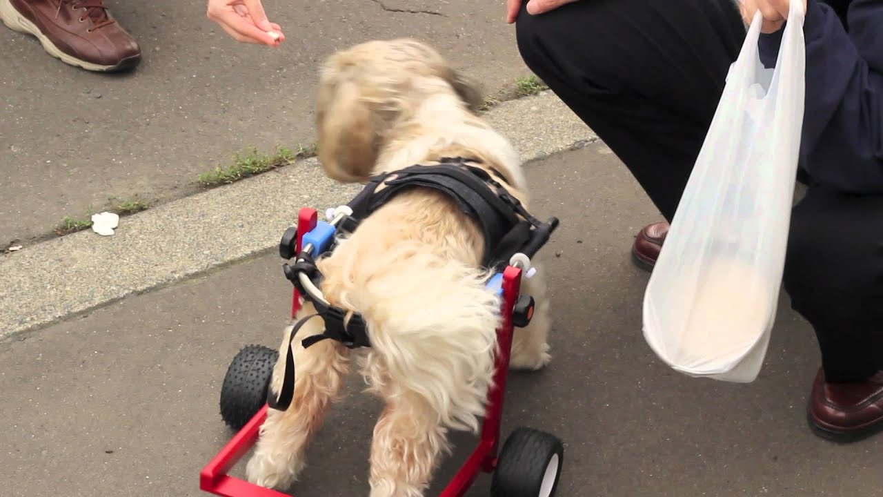 dog wheelchair No401 YouTube