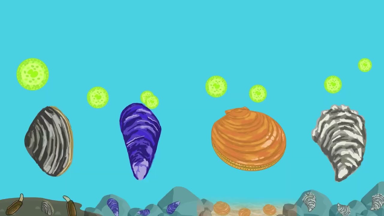 Shell-ebrate! Basics of Bivalve Biology