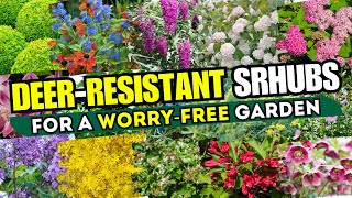 NO MORE BROWSING! Top 15 DeerResistant Shrubs for a WorryFree Garden!