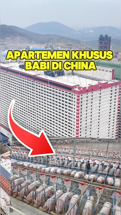 Peternakan Babi di China yang paling Gila🤯