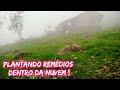 Plantando os remédios naturais em nosso jardim!