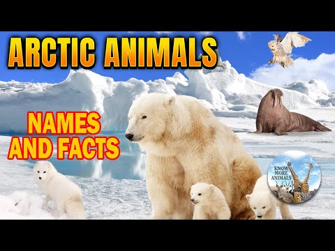 MOST FASCINATING Arctic Animals with Names and Facts - From the Massive Moose to a Tiny Caterpillar