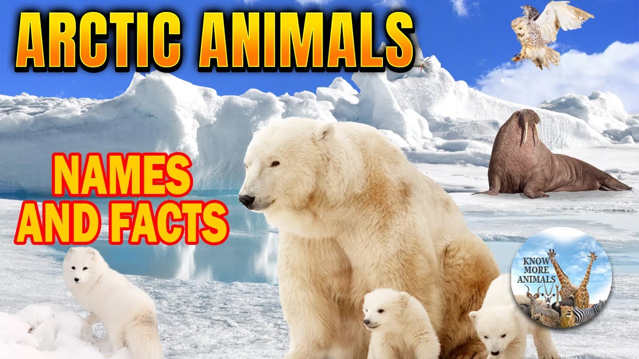 MOST FASCINATING Arctic Animals with Names and Facts - From the Massive  Moose to a Tiny Caterpillar - YouTube