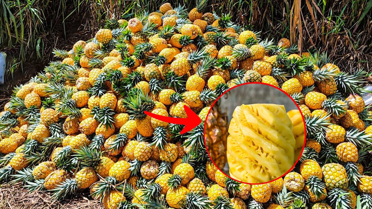 CÓMO se siembra PIÑAS desde 0 | Increíble proceso de cultivo en Brasil ...