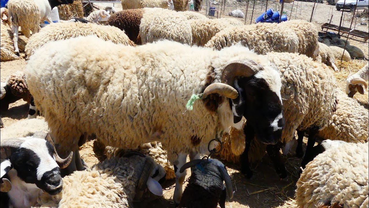 جولة كاملة في رحبة العلوش في المروج وفكرة على الأسعار علوش ب800 دينار حتى لزوز ملاين