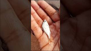 A Small Fish Trapped… I Saved It ❤️ |Silent Lives| #shorts