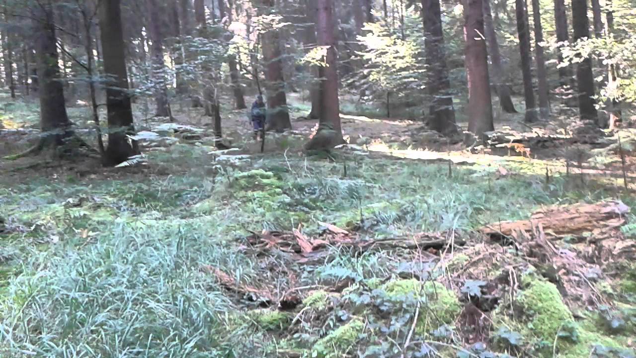 Porcini Koningforst Germania...... il bosco magico YouTube