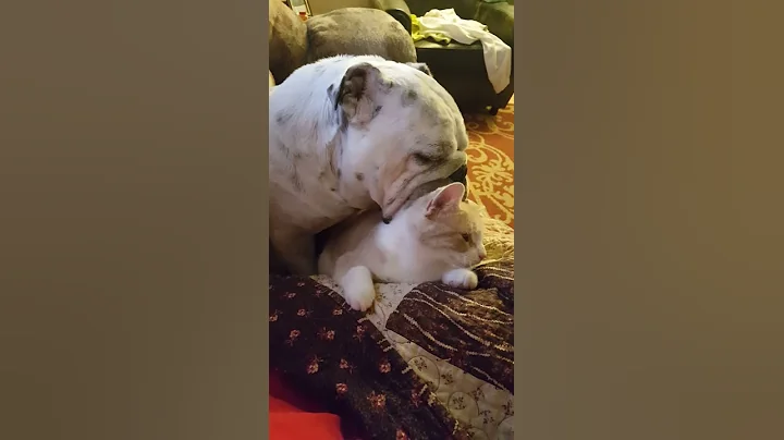 Bulldog Buster and his Kitty Sugary.