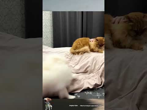 😃 #смешно #юмор #прикол #смешноевидео #собака #funnycat #catdrama #funny #мем #смех