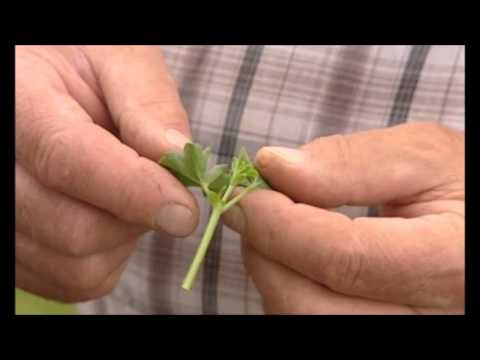 Video: Šíření Geranium (32 Fotografií): Jak Ho Množit řízkováním? Řezání Muškátů Na Jaře. Jak Zasadit Muškáty Výhonkem Bez Kořenů?