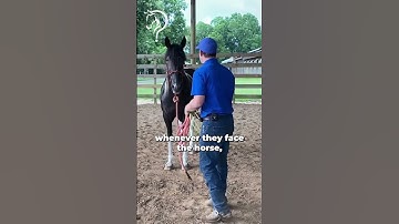 Quick Tips On Trailer Loading Your Horse! Part 4! | The Horse Guru - Michael Gascon