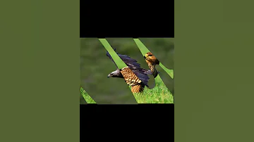Могильник птица