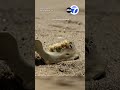 Woman finds human jawbone with teeth on SoCal beach