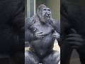 Massive Gorilla hooting & Beating Chest Hard! #gorilla #Kiyomasa #zoo
