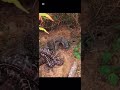 Wowow anmales increibles 😱lagarto vs pitón 😖🥴 #naturaleza #animalesincreibles