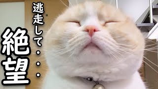 爪切りをしようとしたら猫が逃走してこうなりました...