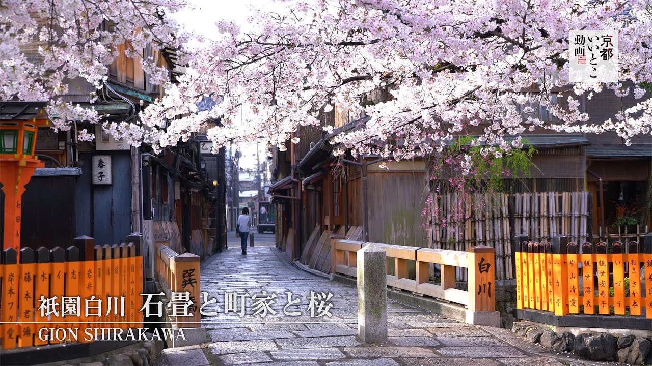 祇園白川 石畳と町家と桜 Gion Shirakawa 京都いいとこ動画 Youtube