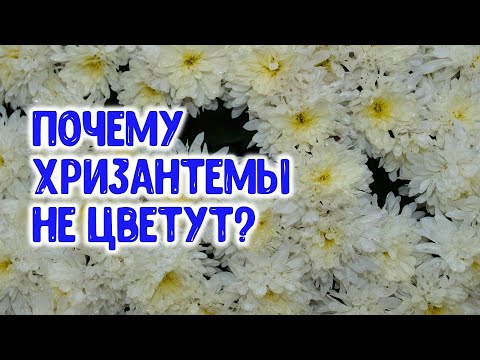 Видео: Зүрх сэтгэлдээ яаж хандахгүй байх вэ