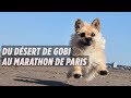 Le fabuleux destin de gobi premier chien  courir le marathon de paris