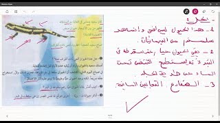 علوم طبيعية الثانية متوسط تمرين على انماط التنفس