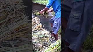 traditional smart tool for threshing rice by paddling #shorts #tools #agriculture