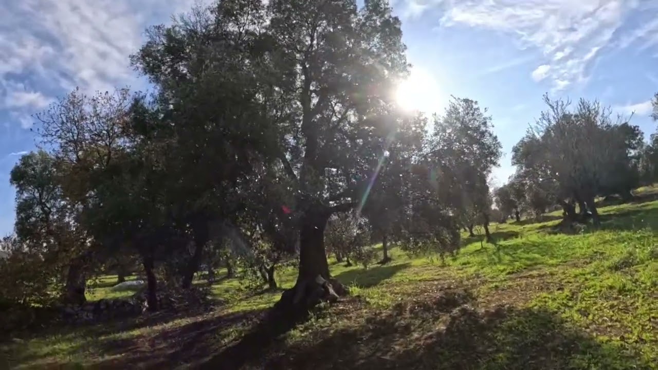 Carovigno Brindisi, la rigenerazione con i microrganismi su alberi secolari di ulivo👍