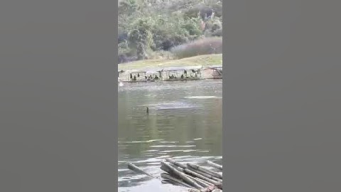 Spot ikan patin spot curug 2 paranggombong jatiluhur