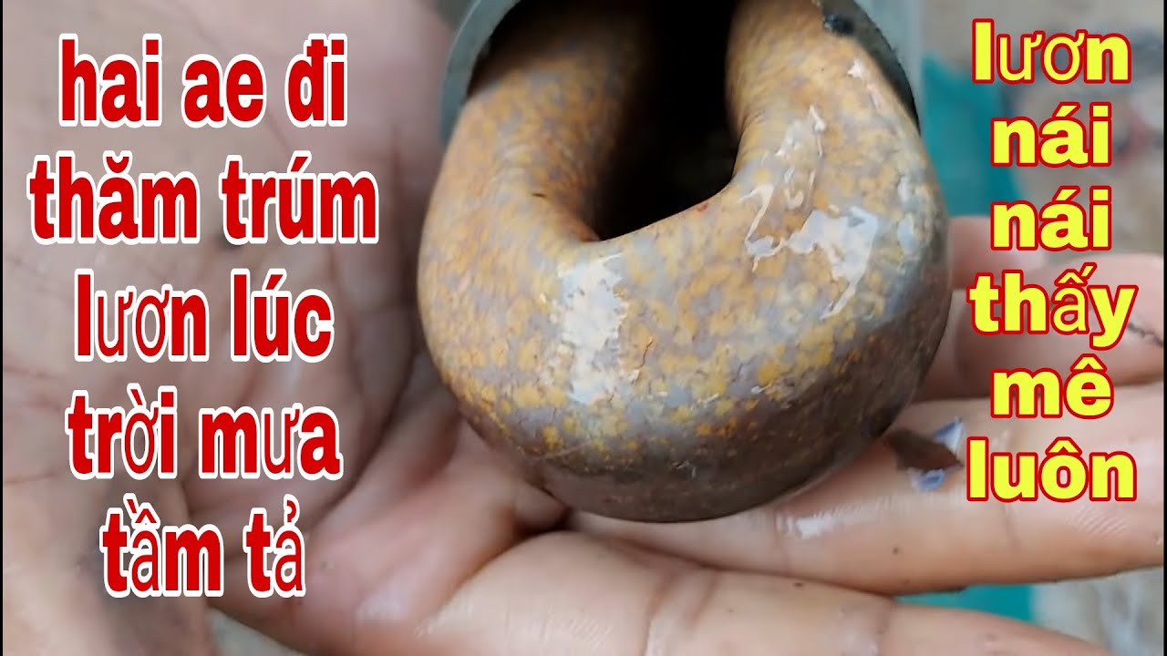 Đặt Trúm Lươn Bằng Mồi Ít Người Dám Nghỉ Tới , Lươn... - youtube