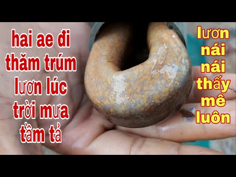 Video Đặt Trúm Lươn Bằng Mồi Ít Người Dám Nghỉ Tới , Lươn... - youtube