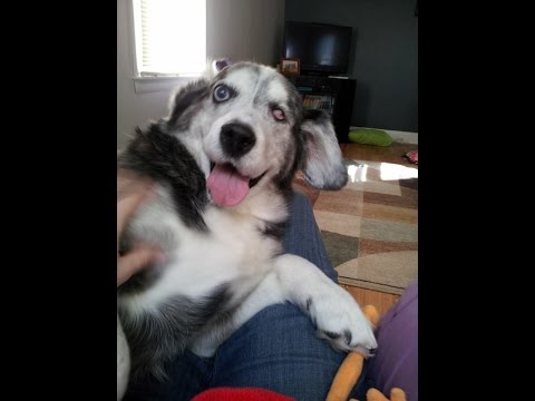 Husky Beagle Cute