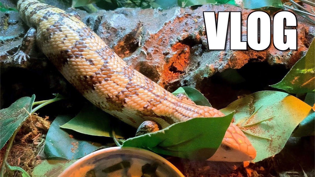 Daily Animal Routine - Vlog 33 - YouTube