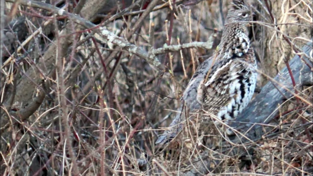 September 11, 2023 Slingshot hunting 4 grousegulel YouTube