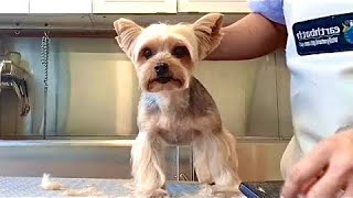 Yorkshire Terrier Full Grooming Haircut | Pet Grooming TV by Pet Grooming TV 485 views 6 months ago 9 minutes, 36 seconds