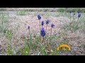Q&amp;A – What are these flowers?  -A: Grape Hyacinth