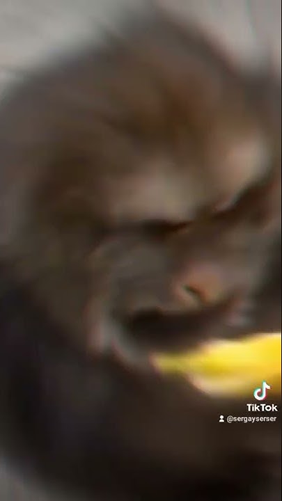ТОлстая обезьянка Эдит #memes #funny #animals #monkey - YouTube