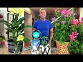 Phillip watson designs 5piece cleome collection live plants on qvc