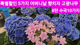 수국10가지 특별할인유럽장미 외목대정원수 야생화꽃모종