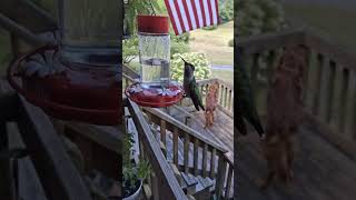 May 20 hummingbird watch live #nature #calmvibes #500frequency #love